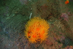 Dendrophyllia arbuscula