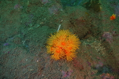 Dendrophyllia arbuscula