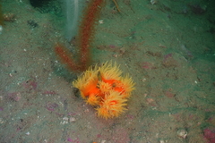 Dendrophyllia arbuscula