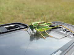 Gampsocleis sedakovii