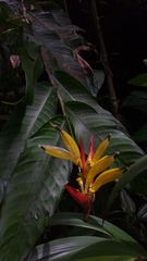 Heliconia hirsuta