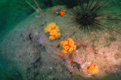 Dendrophyllia arbuscula