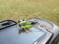 Gampsocleis sedakovii