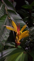 Heliconia hirsuta