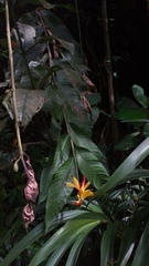 Heliconia hirsuta
