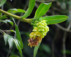 Epidendrum renilabium