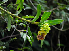 Epidendrum renilabium