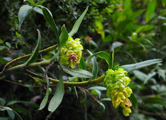 Epidendrum renilabium