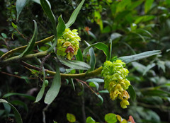 Epidendrum renilabium
