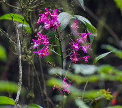 Epidendrum porphyreum