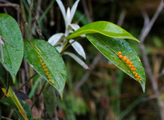 Pleurothallis truncata