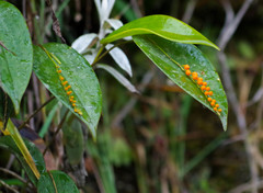 Pleurothallis truncata