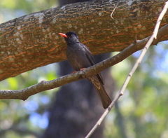 Hypsipetes ganeesa