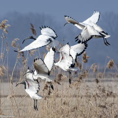 Threskiornis aethiopicus
