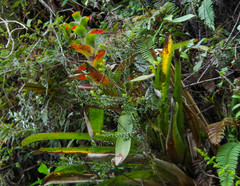 Guzmania squarrosa