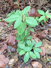 Clerodendrum fortunatum