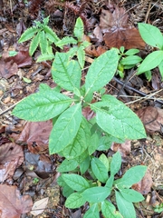 Clerodendrum fortunatum