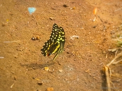 Papilio demodocus demodocus