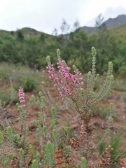 Erica racemosa