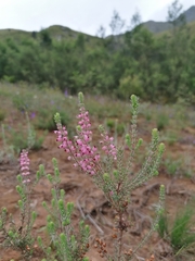 Erica racemosa