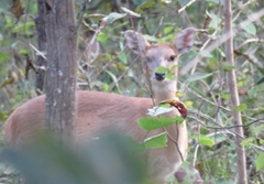 Tetracerus quadricornis