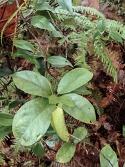 Gynochthodes umbellata