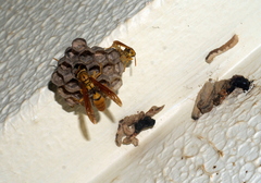 Polistes balder