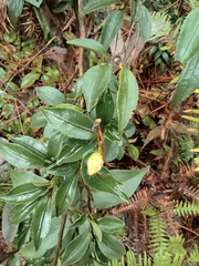 Camellia cuspidata