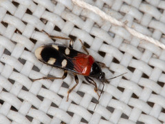 Prostemma perpulchrum