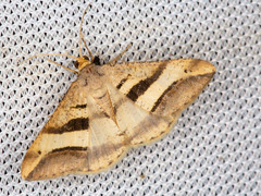 Chiasmia subcurvaria