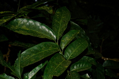 Dysoxylum hongkongense