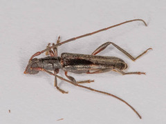 Ossibia murina