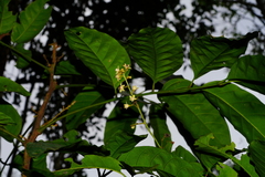 Dysoxylum hongkongense