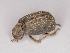 Omorgus melancholicus