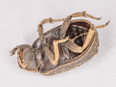 Omorgus melancholicus