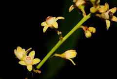 Dysoxylum hongkongense