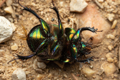 Sericotrupes niger