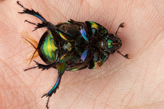 Sericotrupes niger