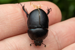 Sericotrupes niger