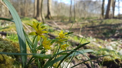 Gagea lutea