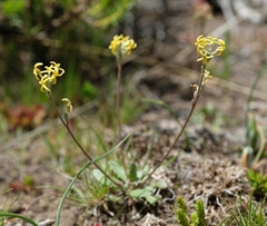 Manulea platystigma