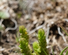 Crassula lanceolata