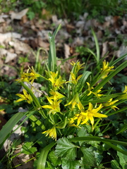 Gagea lutea