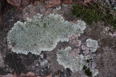 Xanthoparmelia stenophylla