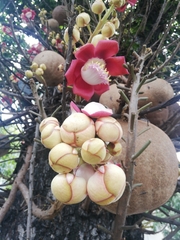Couroupita guianensis