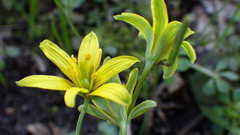 Gagea lutea