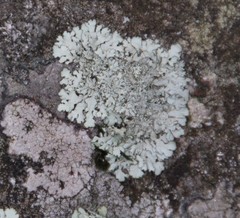 Xanthoparmelia stenophylla