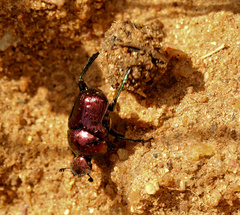 Gymnopleurus virens