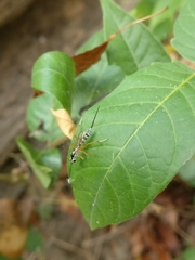 Sphelodon phoxopteridis