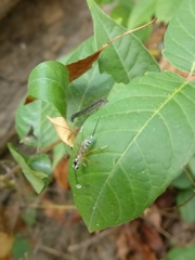 Sphelodon phoxopteridis